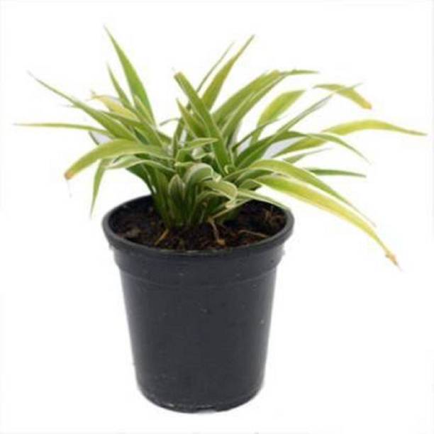 chiku Spider Plant