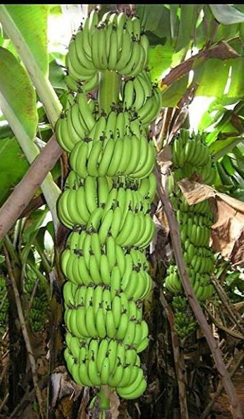 AquinnahGaden Banana Plant