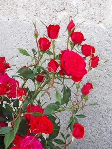 Wrenna Rose Plant