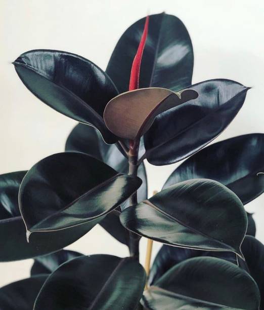 Cloud Farm Rubber Tree