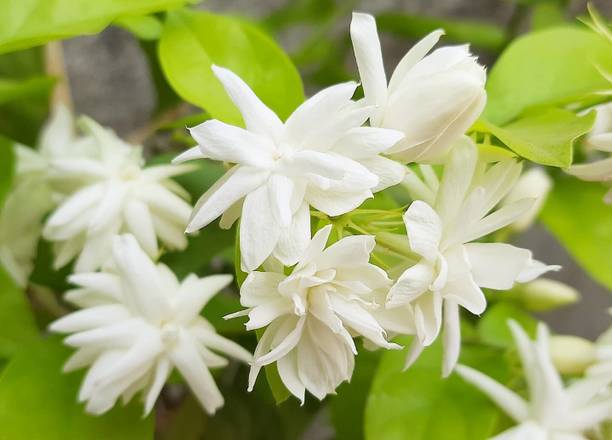 SHREYAGREEN Jasmine Plant