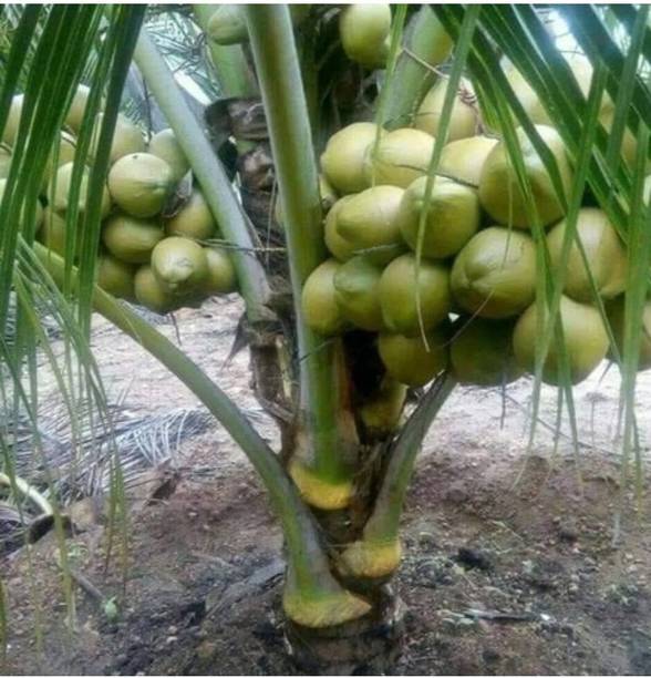 PLANTTOOZS Coconut Plant
