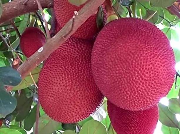 MAMA VAGNE PLANT BAZAR Jackfruit Plant
