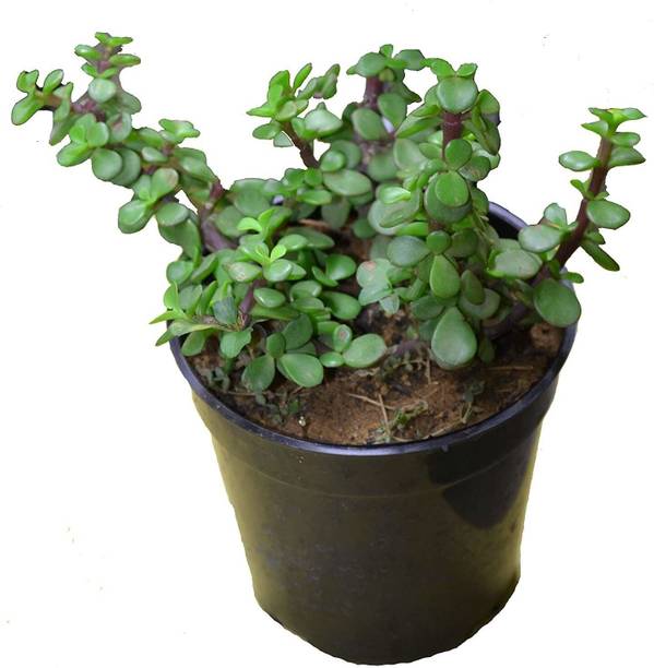 Wrenna Jade Plant