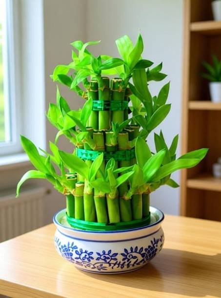 GreenyOn Two Layer Bamboo Plant