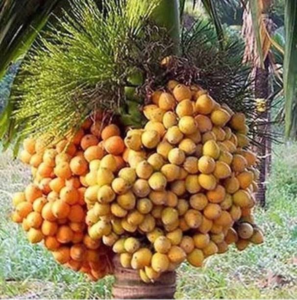 PetalPath Coconut Plant