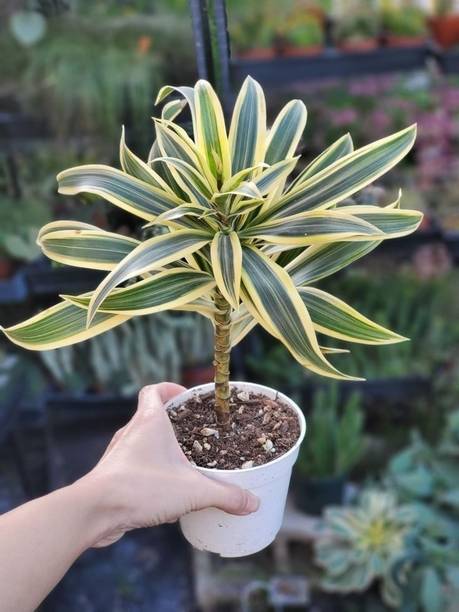 Adrita Song Of India Plant