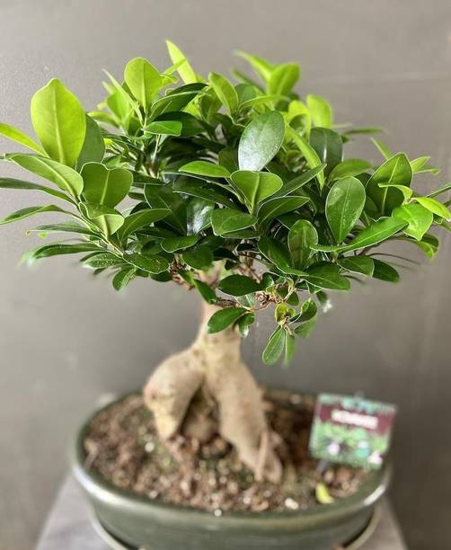 GREENCITY Ficus Bonsai Plant