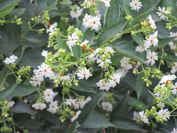 प्लांट क्विपो पारिजात / हरसिंगार प्लांट पौधा