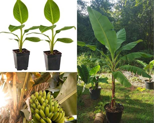 Heaven Of Saplings Banana Plant
