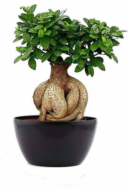 Wrenna Ficus Plant