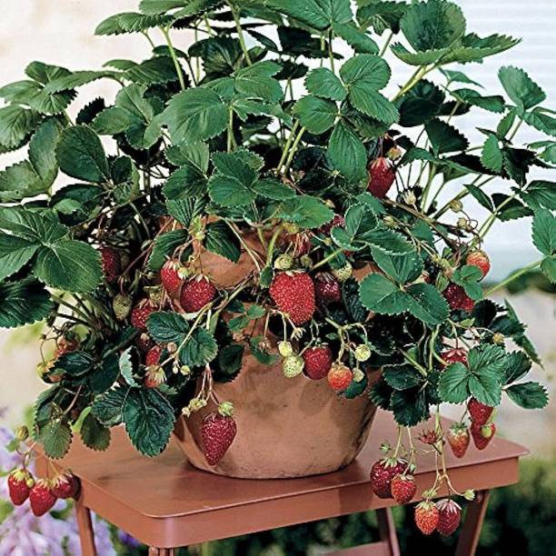 PetalPath Strawberry Plant