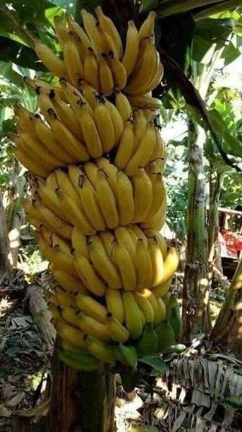 GREENCITY Banana Plant