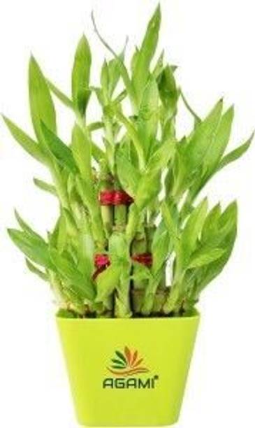 GreenyOn Two Layer Bamboo Plant