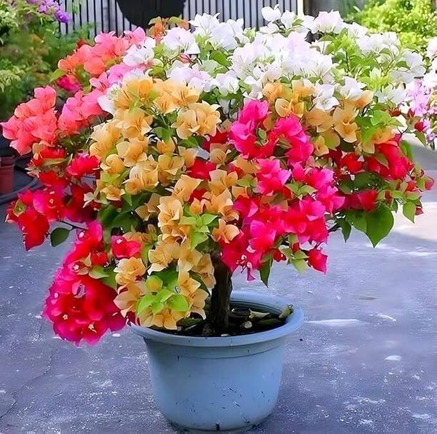 BAAGAN Bougainvillea Plant