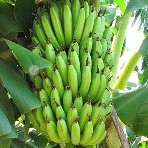 Barnaby Banana Plant