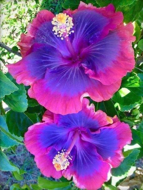 GREENCITY Hibiscus Plant