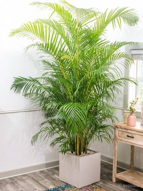 SKDIYA Areca Palm