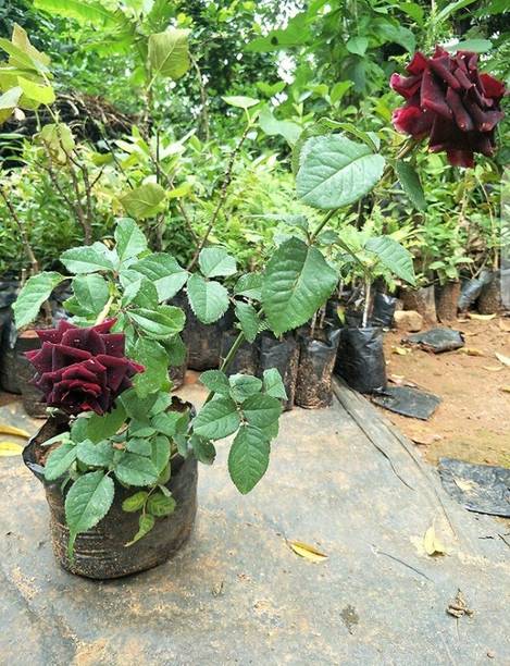 Aclipastal Rose Plant