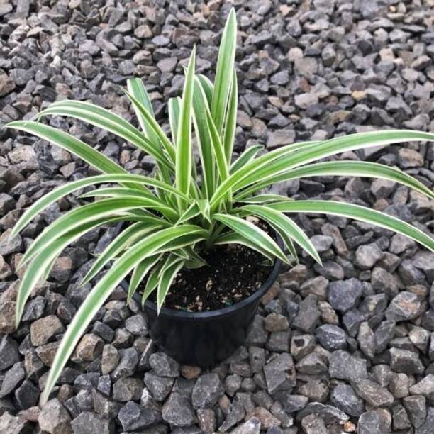 PetalPath Spider Plant