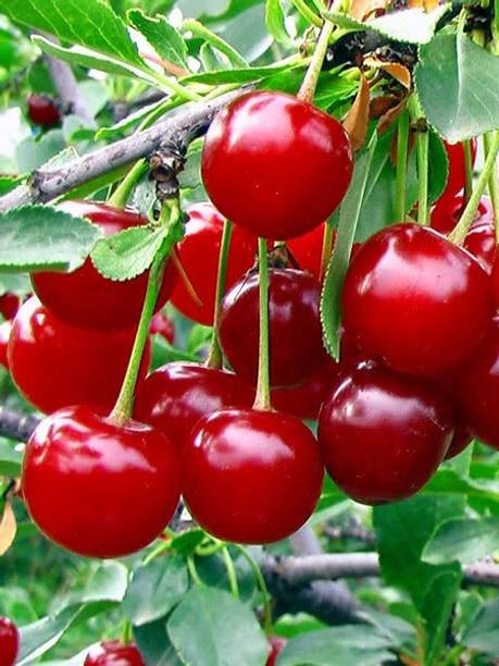 GreenyOn Cherry Fruit Plant