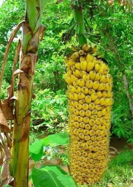 Cloud Farm Banana Plant