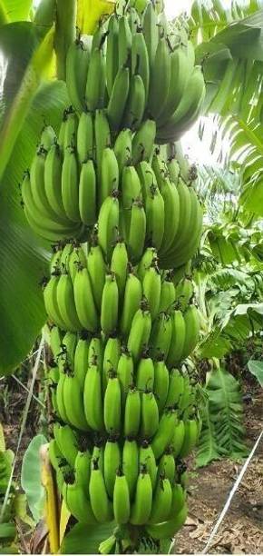 AGNES Banana Plant