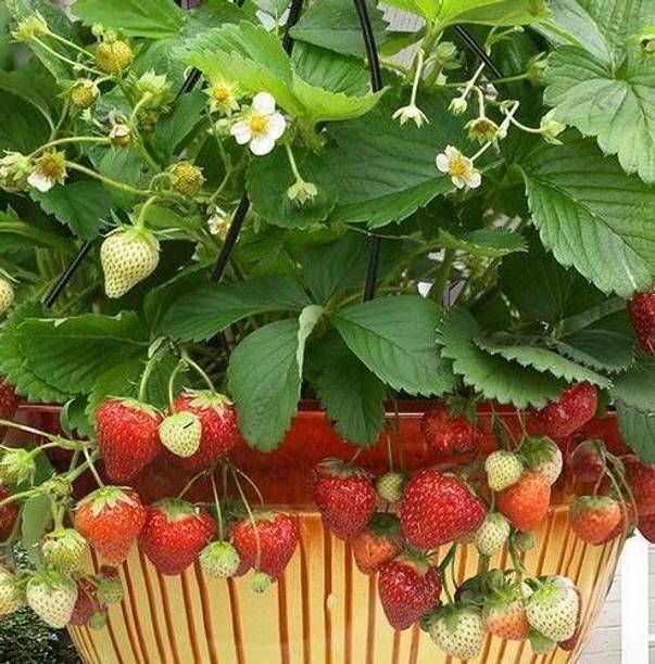 Barnaby Strawberry Plant