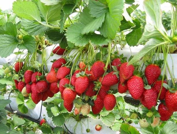 Adrita Strawberry Plant