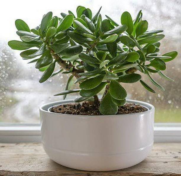 Adrita Jade Plant