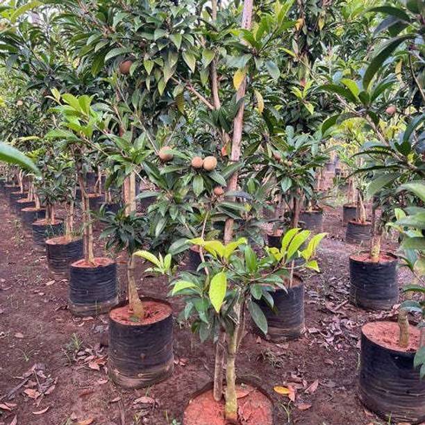 Aclipastal Chiku Plant