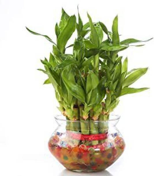 VamiJen Two Layer Bamboo Plant