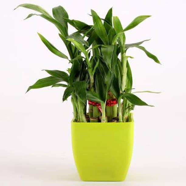 TreeLand Money Plant