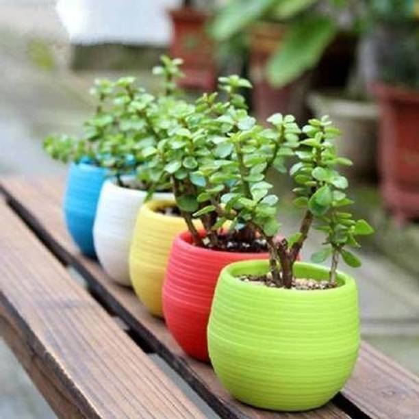 Wrenna Jade Plant