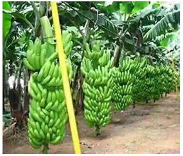 PB honey priya plant Banana Plant