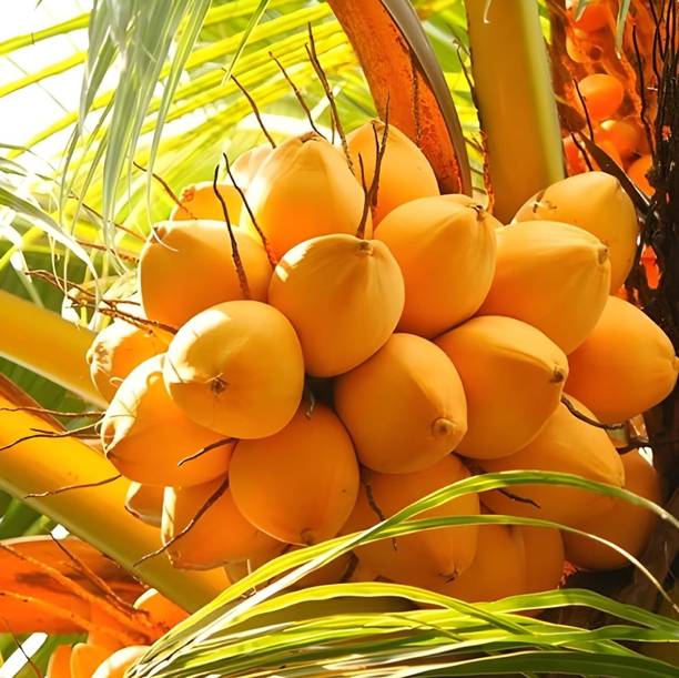 SBGARDEN Coconut Plant