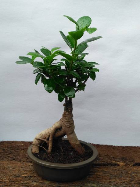 अकलिपसतल फिकस प्लांट पौधा