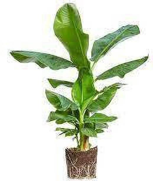 Wrenna Banana Plant