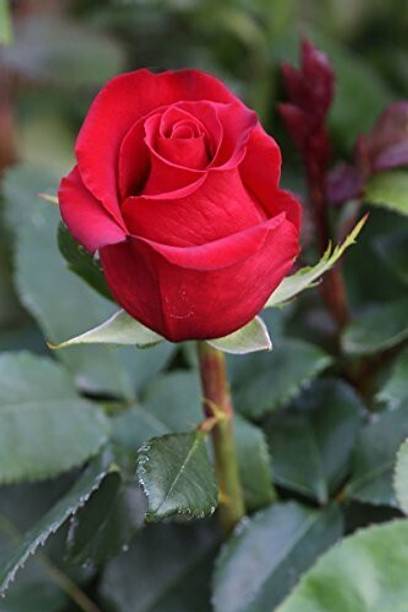 greenhousestore Rose Plant