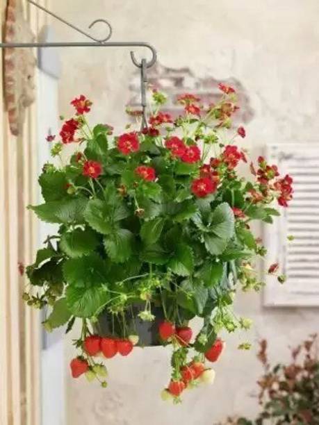 SBGARDEN Strawberry Plant