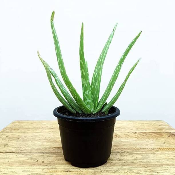 GREENWAYNURSERY Aloe Vera Plant