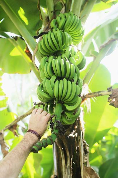GREENCITY Banana Plant