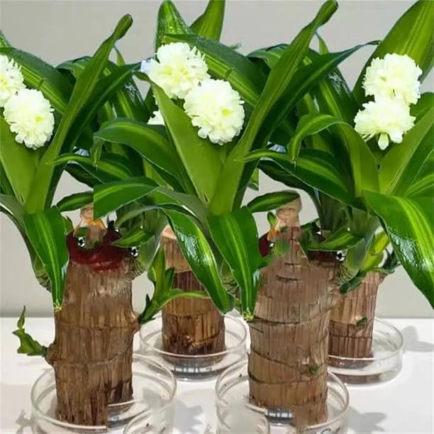 MERLARASO Brazilian Wood