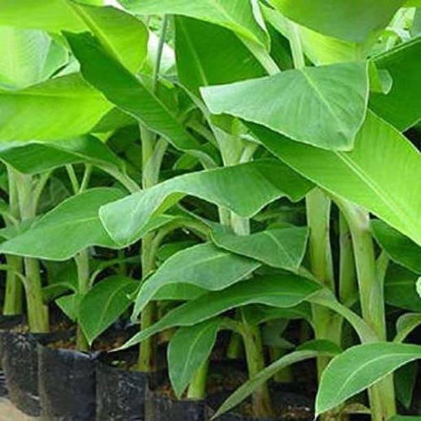 GREENCITY Banana Plant
