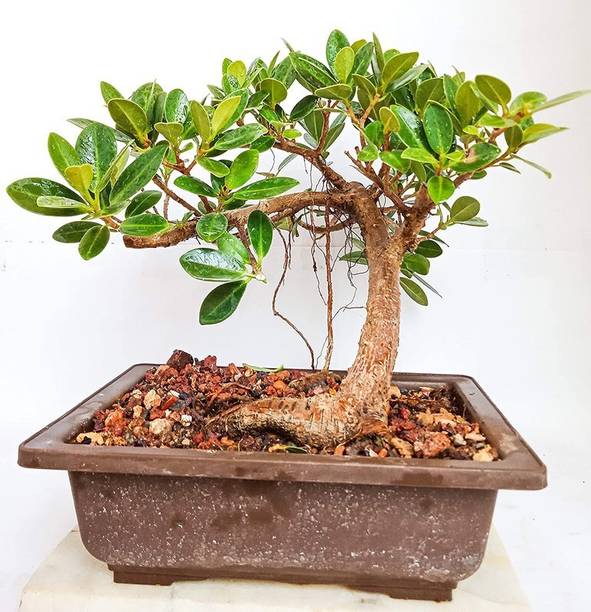 Cloud Farm Ficus Bonsai Plant