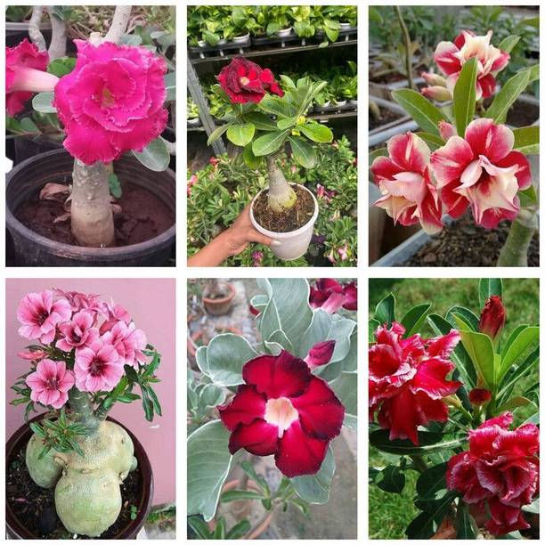 PetalPath Adenium Plant
