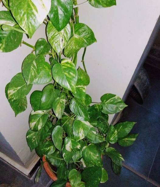 Risenshine Money Plant