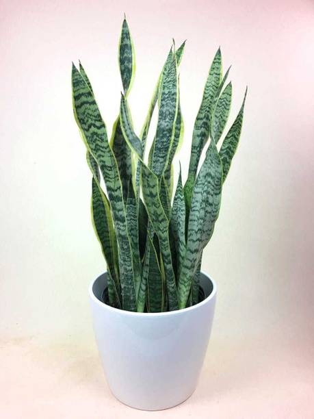 Barnaby Snake Plant