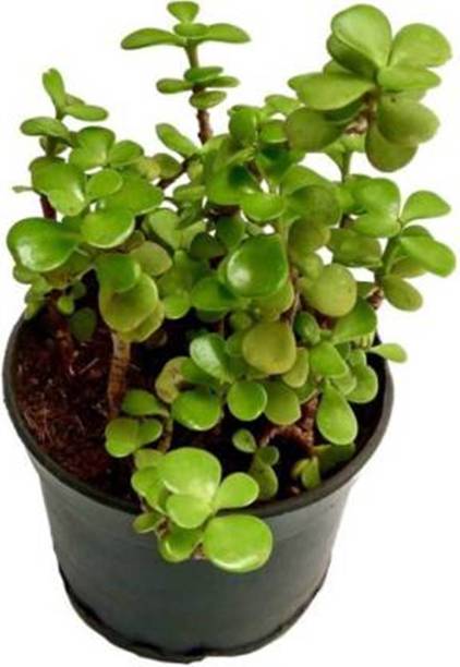 Adrita Jade Plant