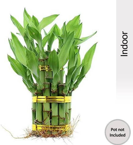 GreenyOn Two Layer Bamboo Plant